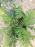 Artificial Fern Greenery Arrangements, 2 Pieces - thumbnail 4 of 5