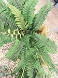 Artificial Fern Greenery Arrangements, 2 Pieces - thumbnail 5 of 5