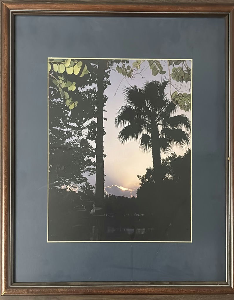 Framed Sunset Palm Tree in South Texas Photograph - image 1 of 2