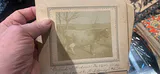 Photos Of Gertrude The Jersey The Cow 1889 Or So Andover, Connecticut - thumbnail 1 of 5
