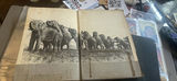 Elephant Tails Esse Forester O’brien Autographed First Edition Book - thumbnail 8 of 9