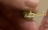 Lot Of Military Contractor Helicopter Pinbacks And West Point - thumbnail 6 of 10