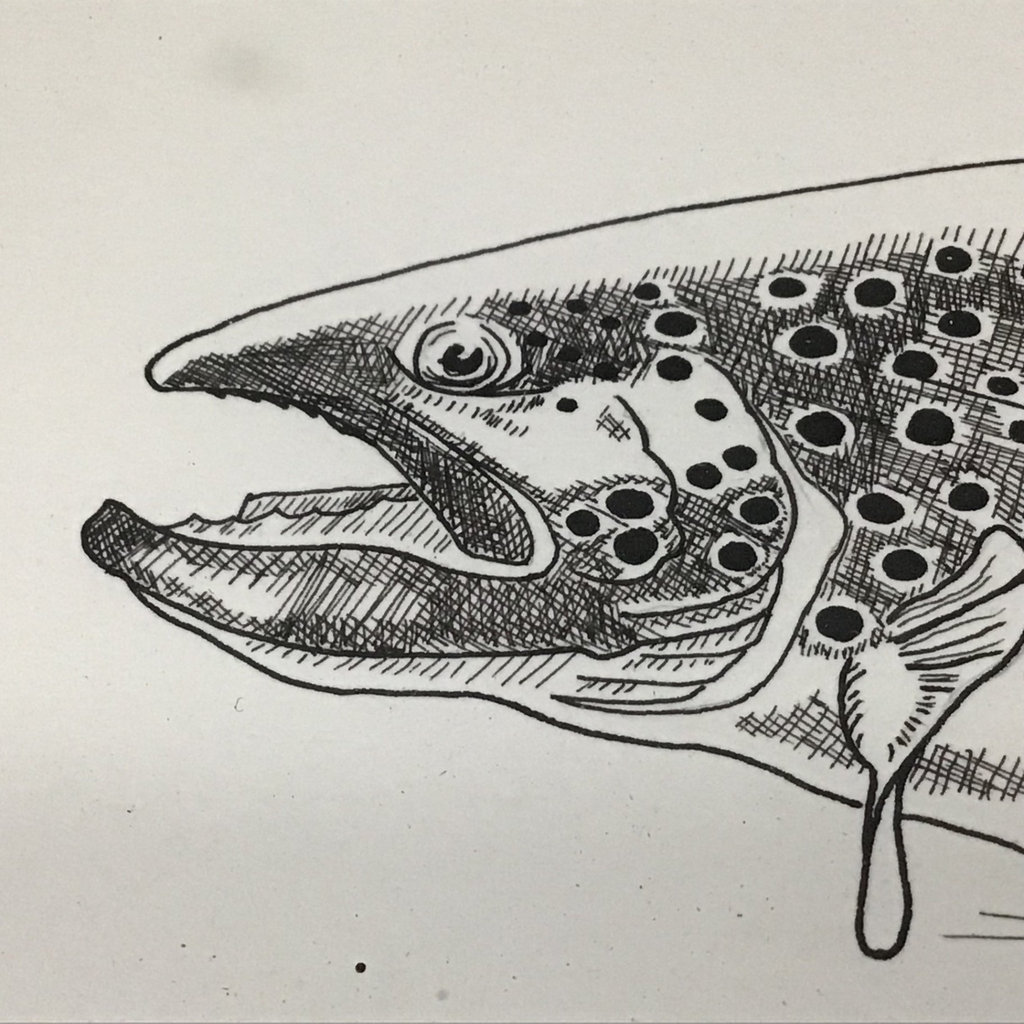 Framed Pen & Ink "Brown Trout" - image 1 of 7