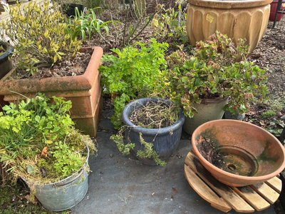 Six planters, gardenia - Image 1 of 5
