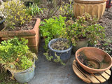 Six planters, gardenia - thumbnail 1 of 5