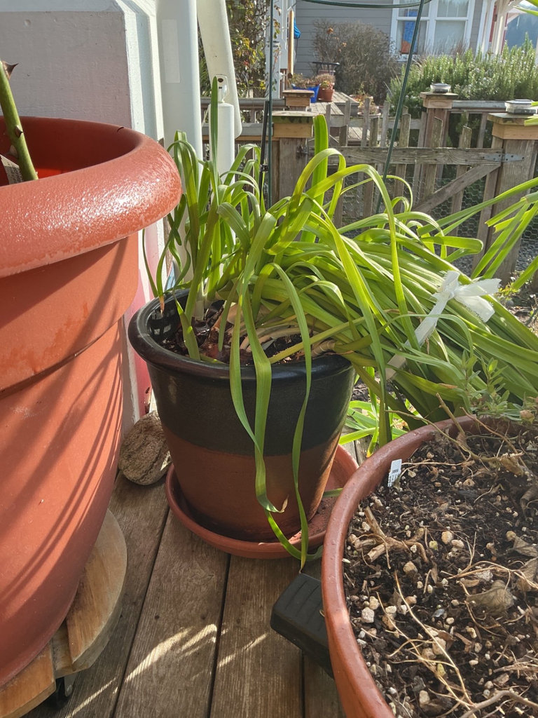 Assorted pots with multiple plants - image 5 of 6