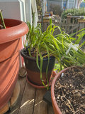 Assorted pots with multiple plants - thumbnail 5 of 6