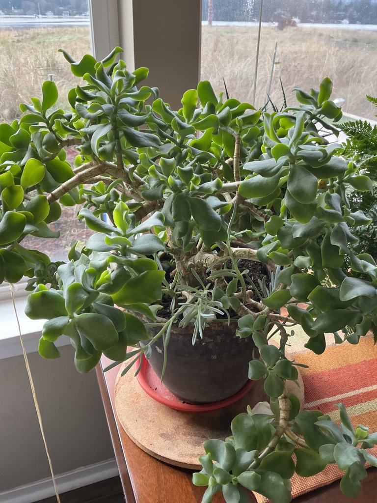 Three house plants, fern, succulents - image 2 of 4