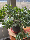 Three house plants, fern, succulents - thumbnail 2 of 4