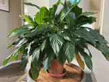 2 House plants - thumbnail 1 of 3