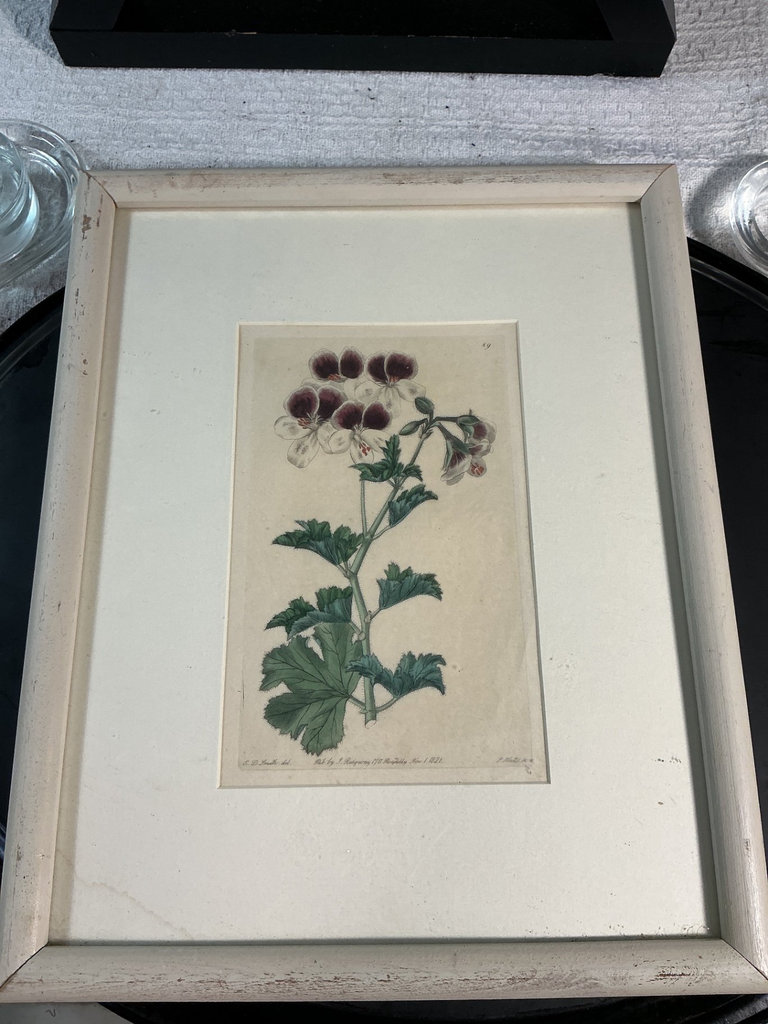 X-frame black table, framed botanical print, and fruit-themed decorative tray - image 4 of 7