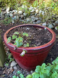 Six outdoor planters - thumbnail 8 of 10