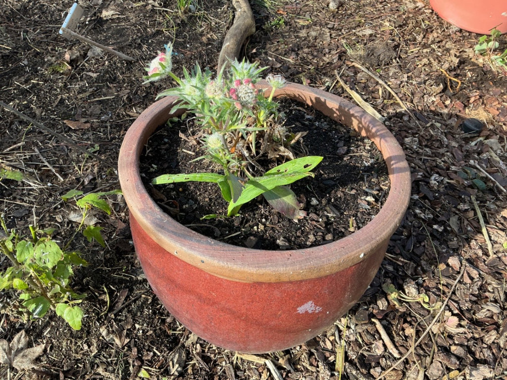 Six outdoor planters - image 7 of 10