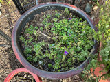 Six outdoor planters - thumbnail 6 of 10