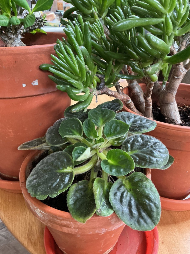 Four house plants - image 5 of 7