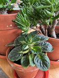 Four house plants - thumbnail 5 of 7