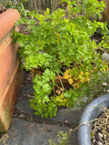 Six planters, gardenia - thumbnail 5 of 5