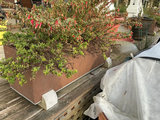 Rectangular rust-colored planters filled with plants - thumbnail 3 of 4