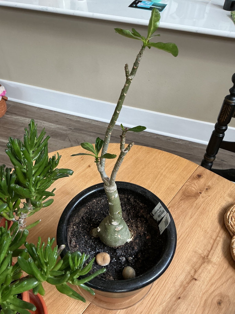 Four house plants - image 2 of 7