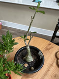 Four house plants - thumbnail 2 of 7