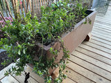 Rectangular rust-colored painted metal planter boxes  - thumbnail 3 of 4