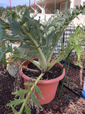 Potted plants and garden containers - thumbnail 2 of 6