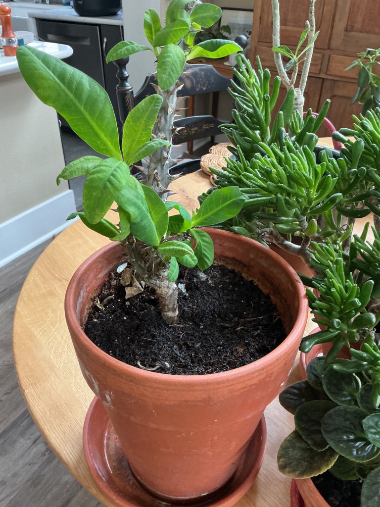 Four house plants - image 4 of 7