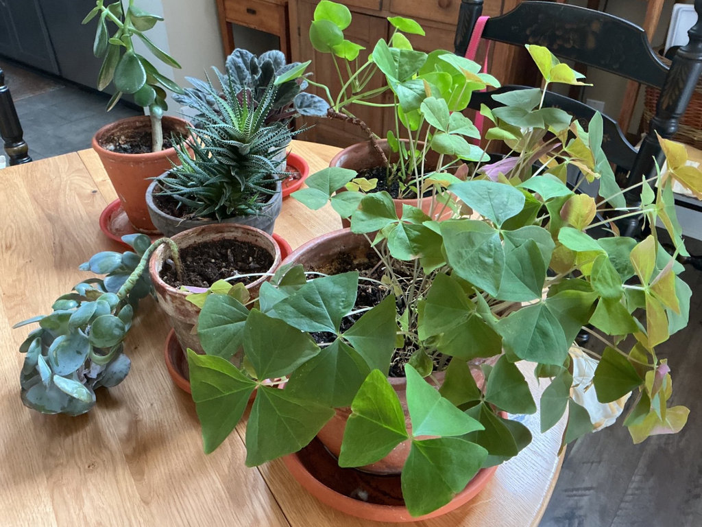 Six house plants - image 4 of 4