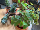 Six house plants - thumbnail 4 of 4
