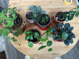 Six house plants - thumbnail 1 of 4