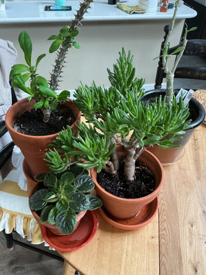 Four house plants - Image 1 of 7
