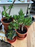 Four house plants - thumbnail 1 of 7