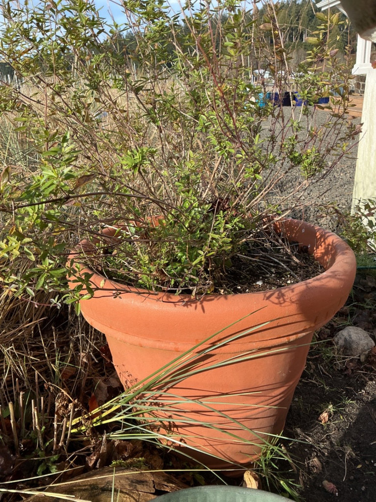 Potted plants and garden containers - image 5 of 6