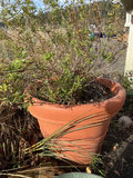 Potted plants and garden containers - thumbnail 5 of 6