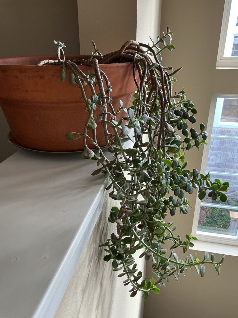 2 House plants - image 2 of 3