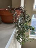 2 House plants - thumbnail 2 of 3