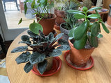 Six house plants - thumbnail 2 of 4