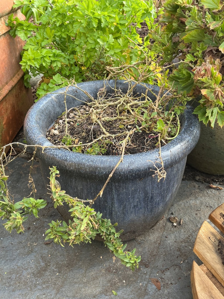 Six planters, gardenia - image 3 of 5