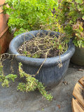Six planters, gardenia - thumbnail 3 of 5