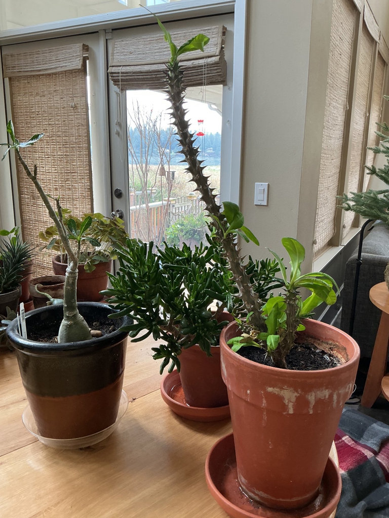 Four house plants - image 6 of 7