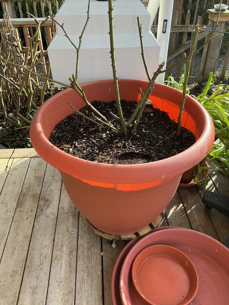 Assorted pots with multiple plants - image 6 of 6