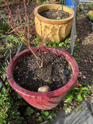 Assorted large Ceramic Garden Planters - Image 1 of 5