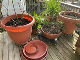 Assorted pots with multiple plants - thumbnail 3 of 6