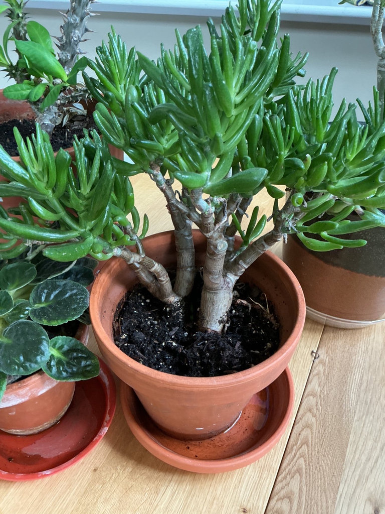 Four house plants - image 3 of 7