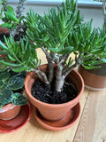 Four house plants - thumbnail 3 of 7