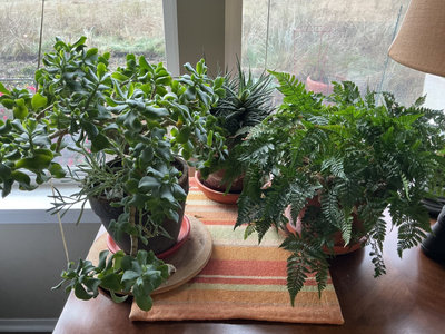 Three house plants, fern, succulents - Image 1 of 4