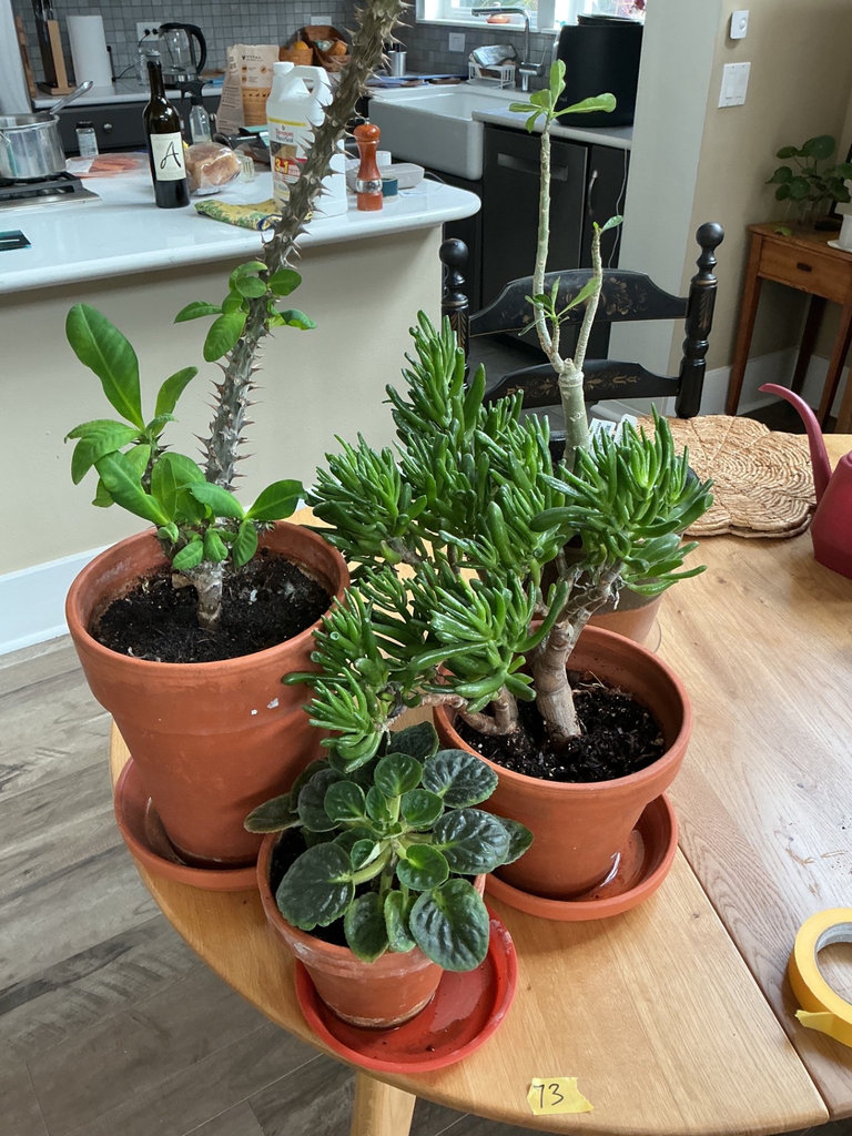 Four house plants - image 7 of 7