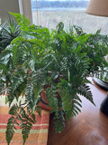 Three house plants, fern, succulents - thumbnail 3 of 4