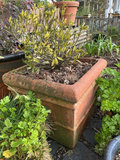 Six planters, gardenia - thumbnail 2 of 5