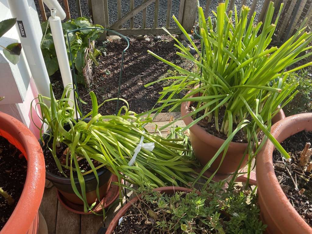 Assorted pots with multiple plants - image 2 of 6